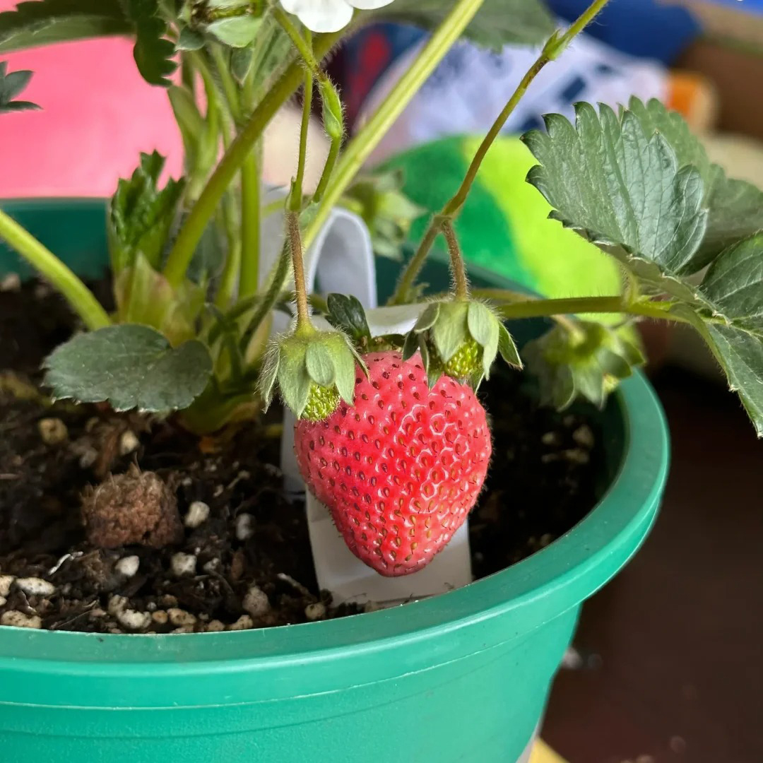 PEACH LAVENDER STRAWBERRY SEEDS (PEACH FLAVOR)-Plantjoyfarm-