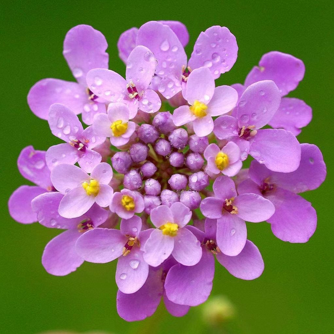 Candytuft Seeds - Mixed Colors-Plantjoyfarm-Flower Seeds