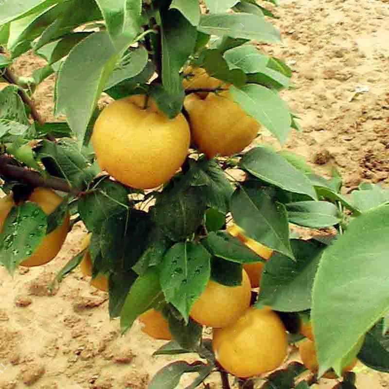 Egrow 10Pcs/Bag Pear Seeds Yellow Chinese Pear Tree Bonsai Seeds Sweet Delicious Exotic Fruit Seeds-Plantjoyfarm-Fruit Seeds,Gardening,home and garden,Seeds,best selling