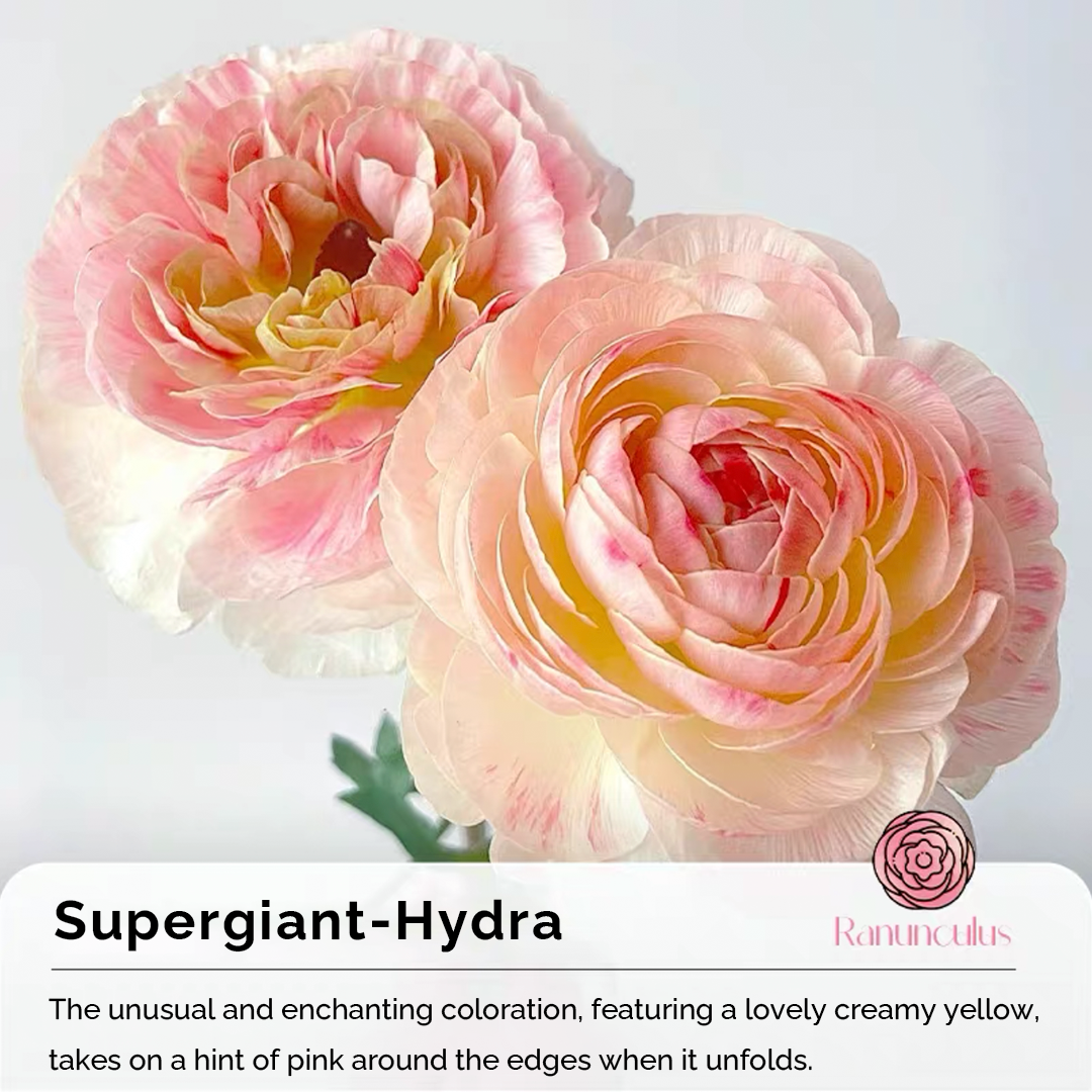 Ranunculus Seeds-Plantjoyfarm-Flower Seeds,flower bulb