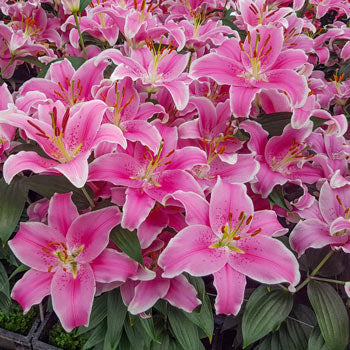 Carpet Border Lily-Plantjoyfarm-Flower Seeds,Garden Seeds,best selling