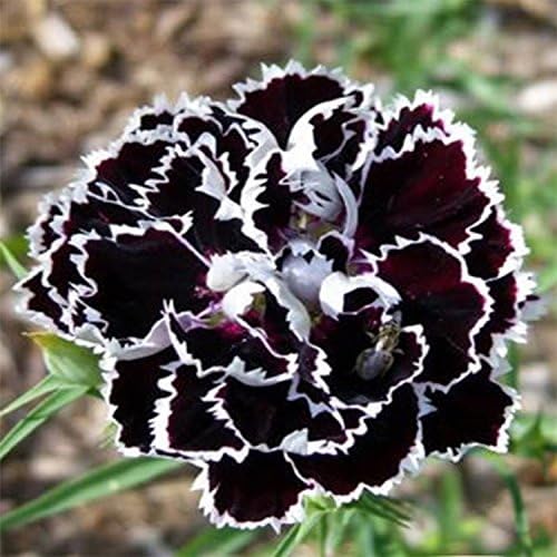 Dianthus Heddewigii Black White Carnation Flower Seed, Dianthus Flower, Natural, Non GMO, Heirloom-Plantjoyfarm-Flower Seeds,Garden Seeds,best selling