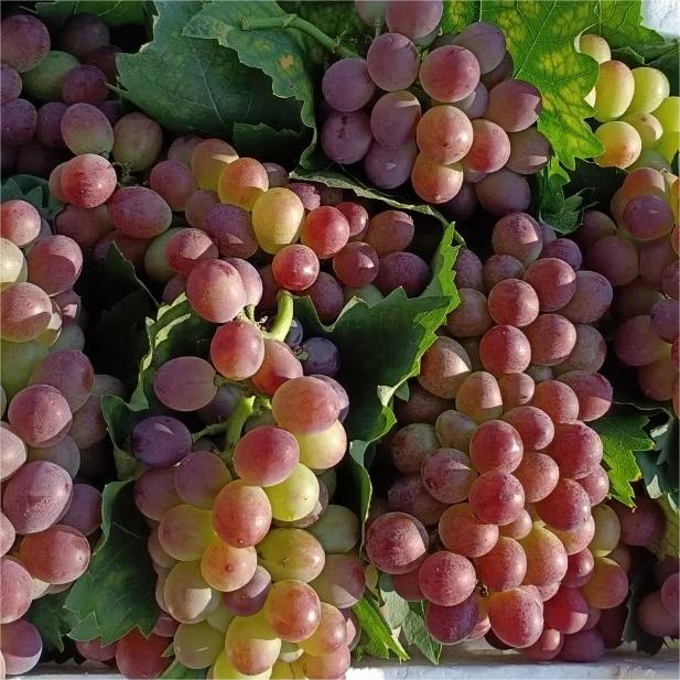 Midknight Beauty Grapes Seeds - Giant Rose (Rose scented)- 98% Germination🔥-Plantjoyfarm-Garden Seeds,Fruit Seeds