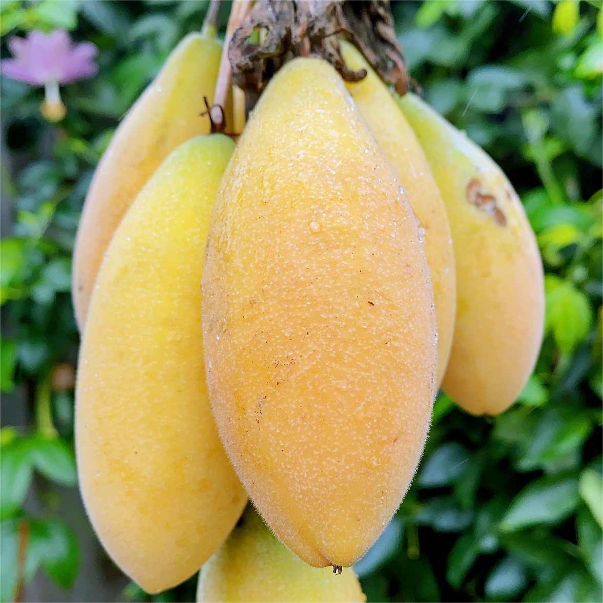 🔥HOT SALE🔥Rare Banana Passion Fruit Seeds-Plantjoyfarm-Fruit Seeds