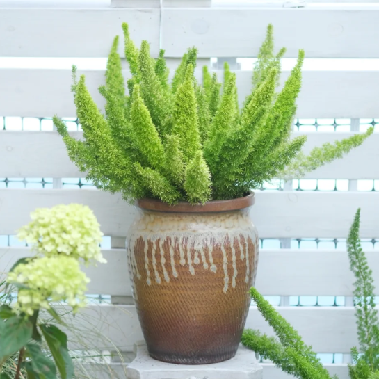 🦊Fox Tail-Plantjoyfarm-best selling,Garden Seeds