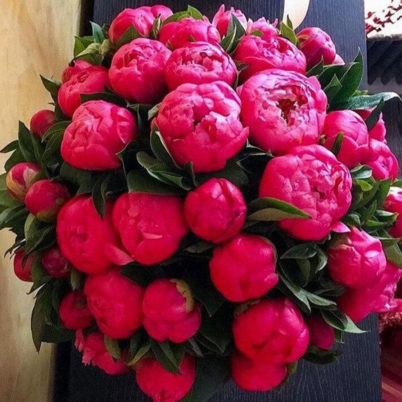 10Pcs Chinese Peony Flower Seeds Perennial Paeonia Suffruticosa Bonsai Plants Home Garden-Plantjoyfarm-Garden Seeds,home and garden,best selling