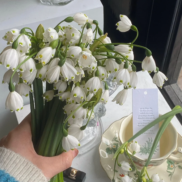 🌼Snowdrop Flower Seeds—Symbol Of Hope-Plantjoyfarm-best selling,Garden Seeds