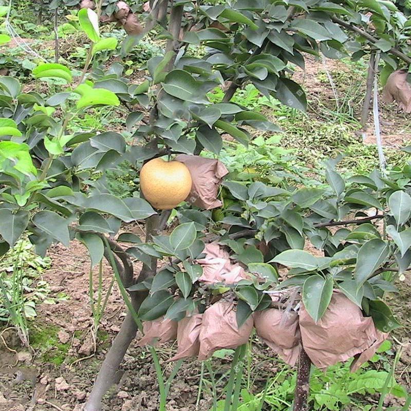 Egrow 10Pcs/Bag Pear Seeds Yellow Chinese Pear Tree Bonsai Seeds Sweet Delicious Exotic Fruit Seeds-Plantjoyfarm-Fruit Seeds,Gardening,home and garden,Seeds,best selling