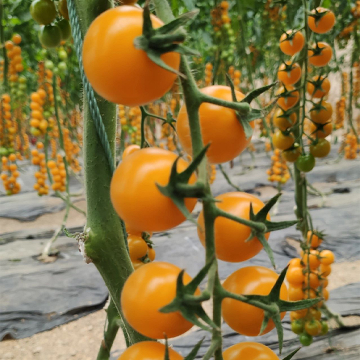 Patio Choice Yellow Cherry Tomato Seeds-Plantjoyfarm-Tomato Seeds,Fruit Seeds,best selling