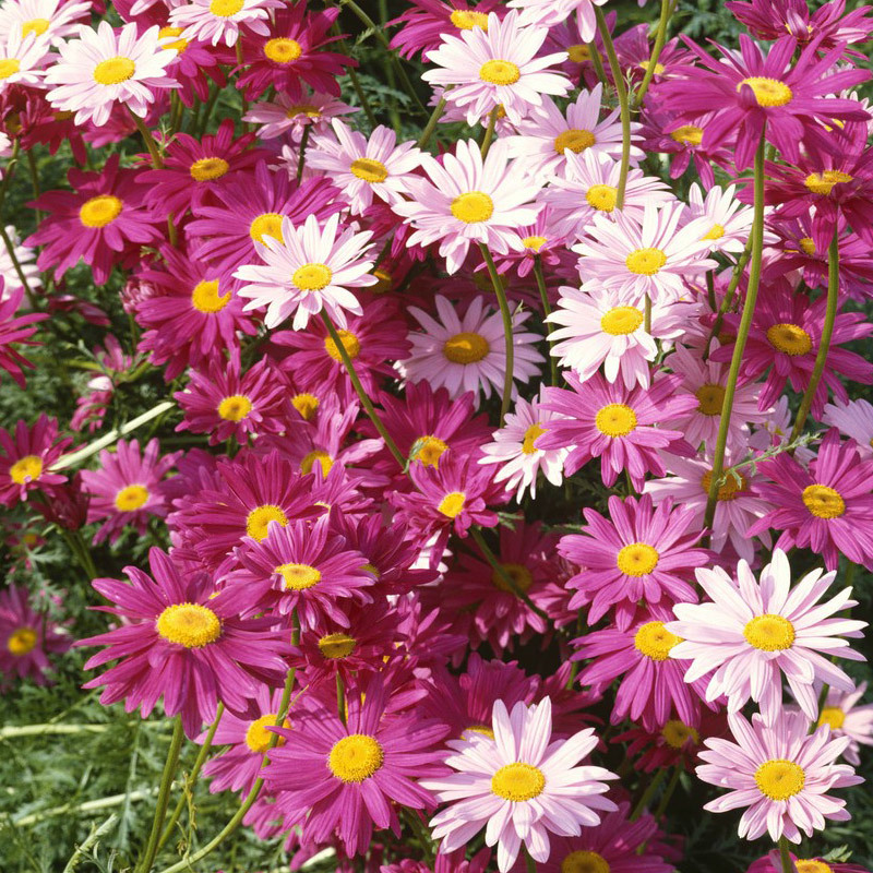 Insect Killer: Pyrethrum Daisy Seeds - Mixed Color-Plantjoyfarm-Flower Seeds