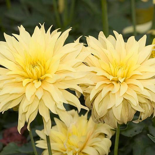 CACTUS DOUBLE DAHLIA Mix Variabilis Mixed Colors Hummingbird Flower Seeds-Plantjoyfarm-Flower Seeds,Garden Seeds,best selling