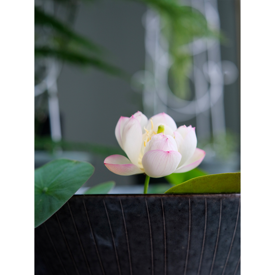 Bowl Lotus: Embracing Zen through Blossoms-Plantjoyfarm-Flower Seeds