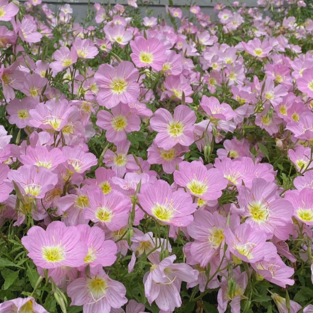 🌺Evening Primrose—Sea Of Pink Flowers-Plantjoyfarm-best selling,Garden Seeds