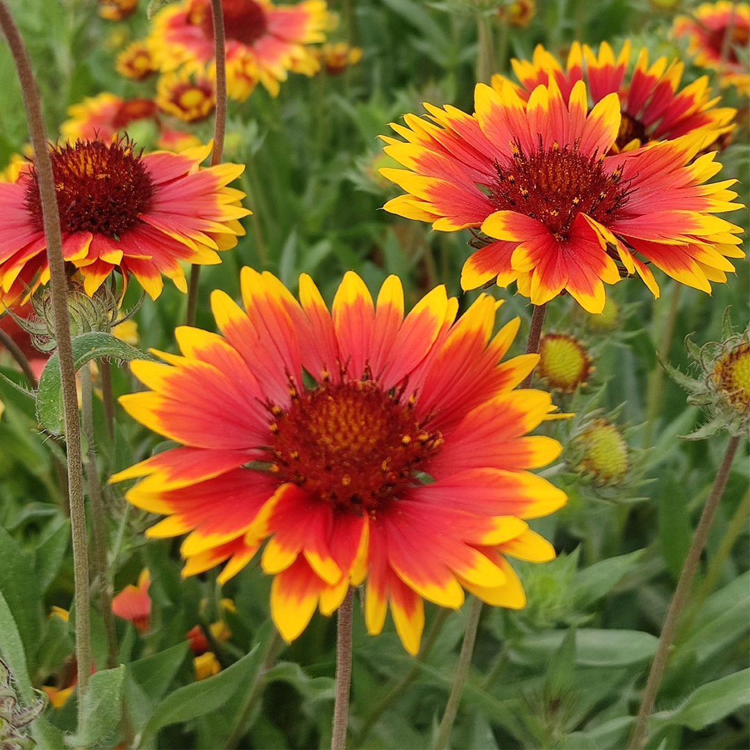 Blanket Flower Seeds-Plantjoyfarm-Flower Seeds