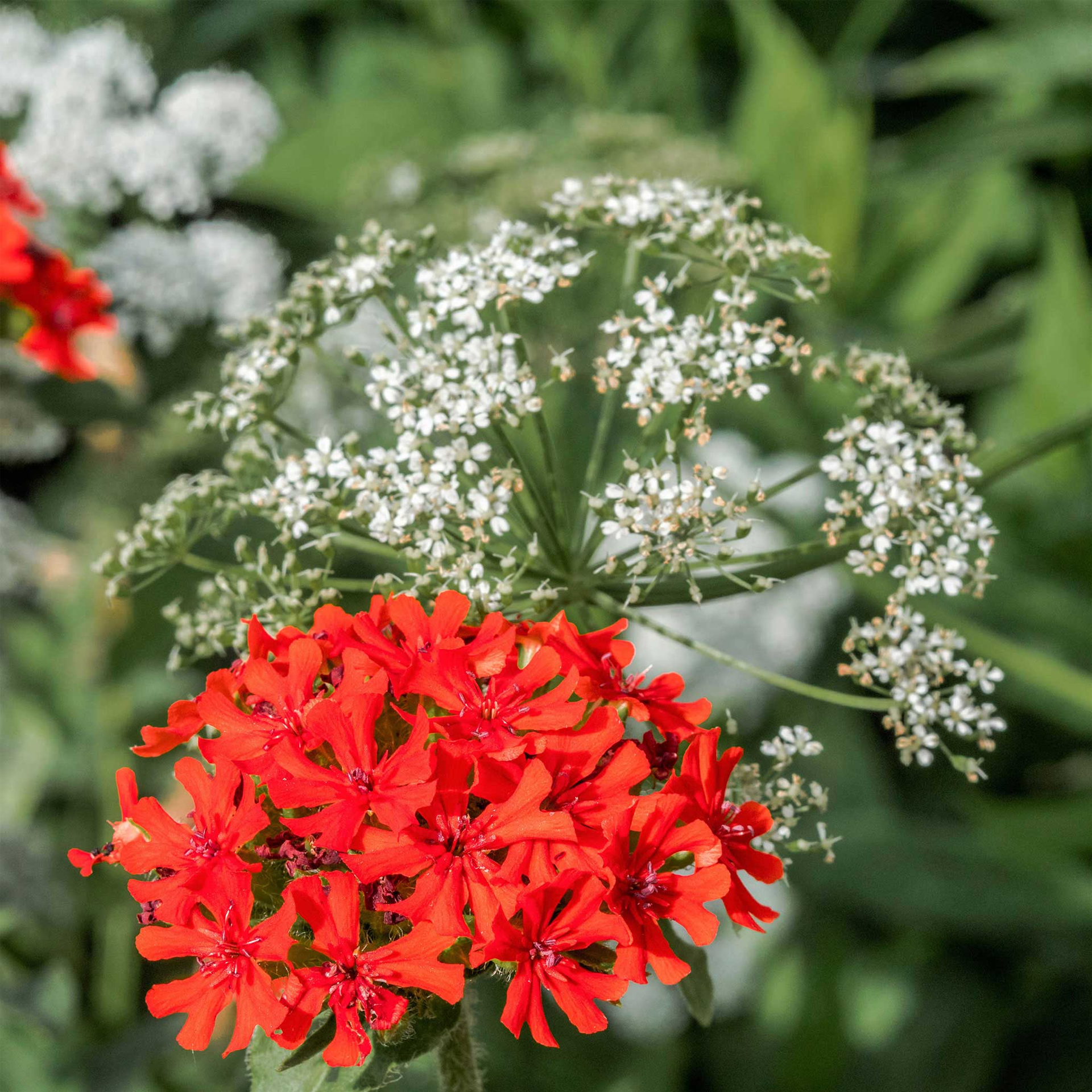 Maltese Cross Seeds-Plantjoyfarm-Flower Seeds,Pollinator