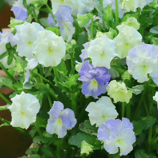 💐 Pansy Winter Elf Series - I Miss You Endlessly-Plantjoyfarm-best selling,Garden Seeds