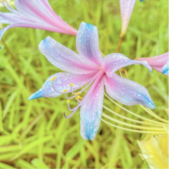 🌈Spider Lily Bulbs-Multicolor🌈-Plantjoyfarm-