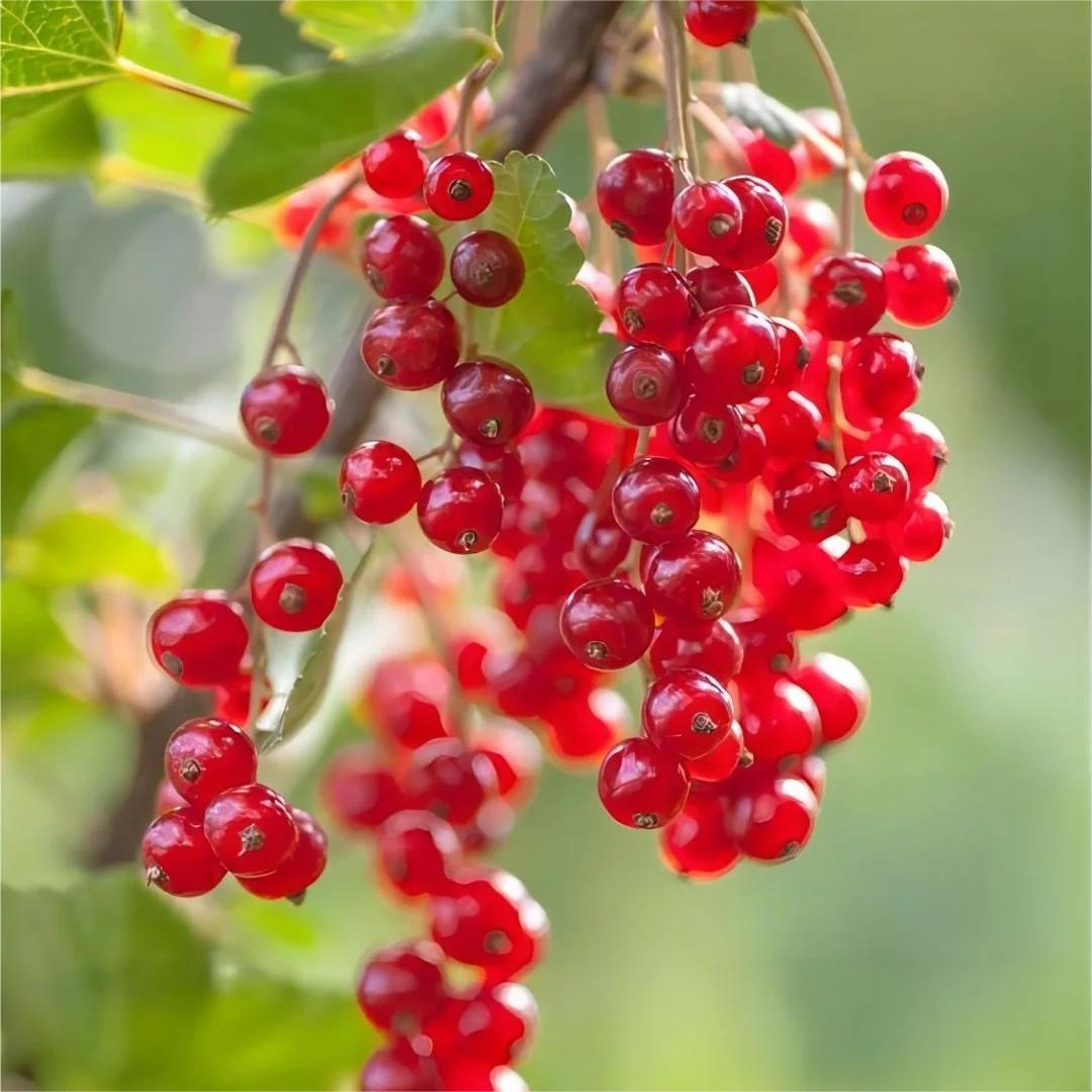 Multicolor Gooseberry Seeds-Plantjoyfarm-Fruit Seeds