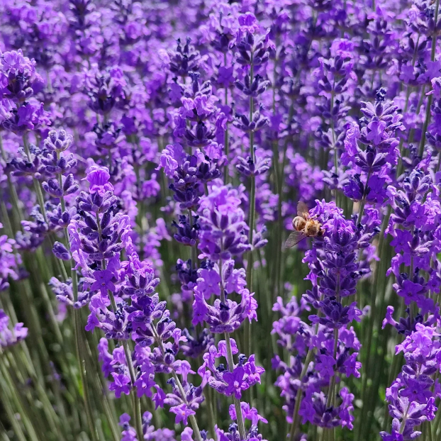 🌿Lavender Seeds Purple Blooming-Plantjoyfarm-best selling,Garden Seeds