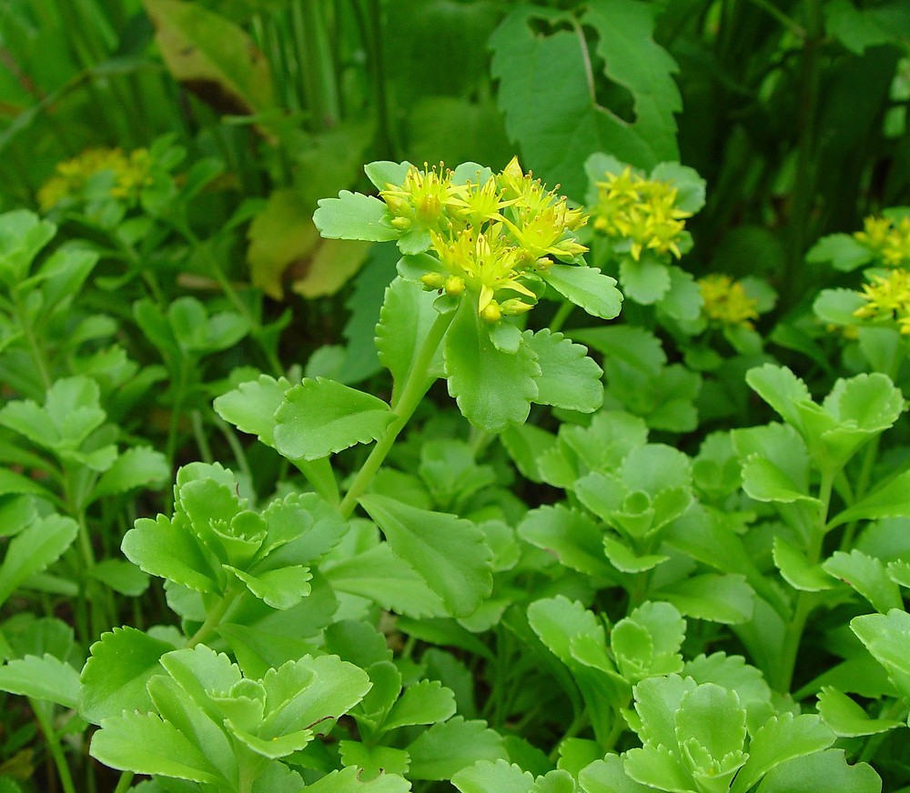 Phedimus Aizoon Seeds(Aizoon Stonecrop)-Plantjoyfarm-Vegetable Seeds,best selling