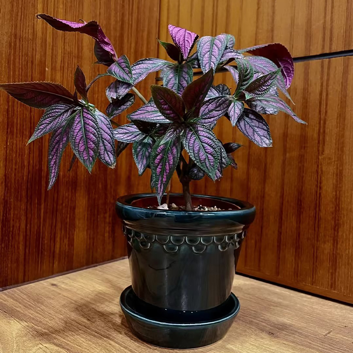 Persian Shield Hued Foliage Plant-Plantjoyfarm-Garden Seeds,best selling