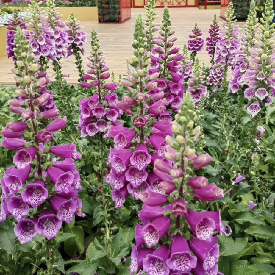 Mixed Foxglove Seeds-Plantjoyfarm-Garden Seeds,Flowers Seeds,best selling