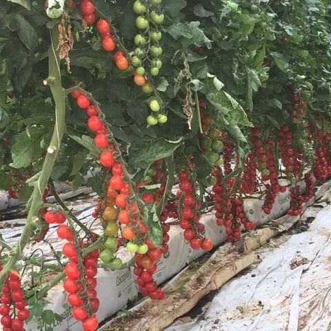 100% Germination rate-Waterfall Tomatoes Seeds-High Yield-Plantjoyfarm-