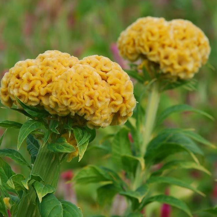 500 Pcs Cockscomb Celosia Seeds-Plantjoyfarm-Flower Seeds