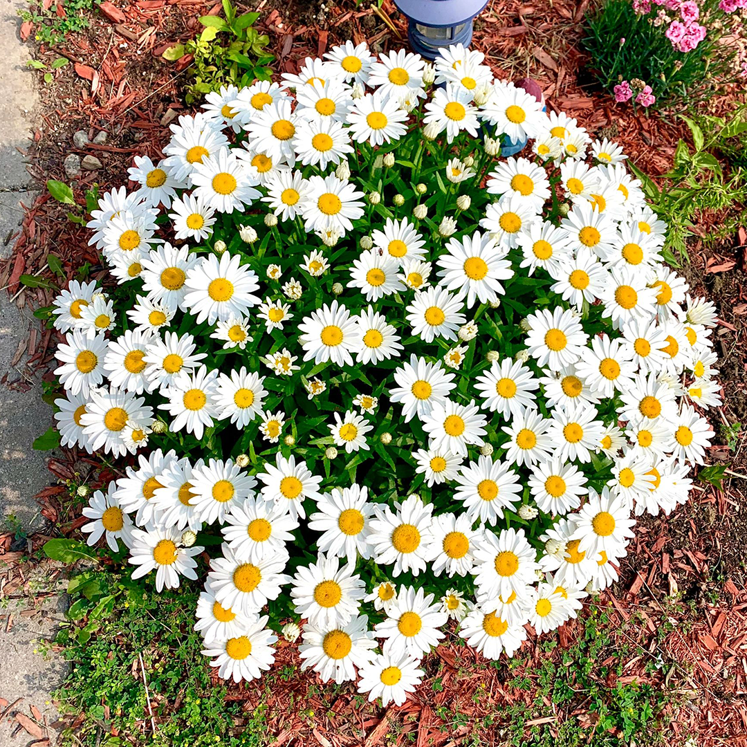 Popular Groundcover-Daisy Seeds-Plantjoyfarm-Flower Seeds