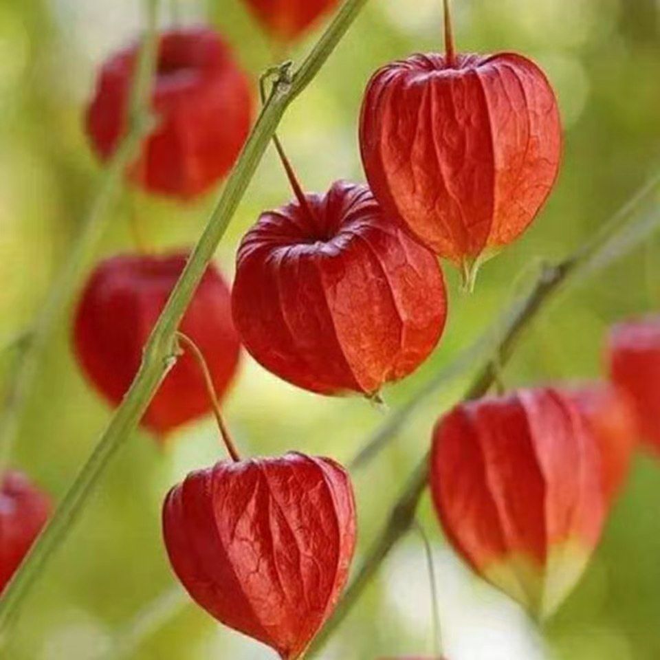 Creamy Maiden Fruit Seeds-Plantjoyfarm-