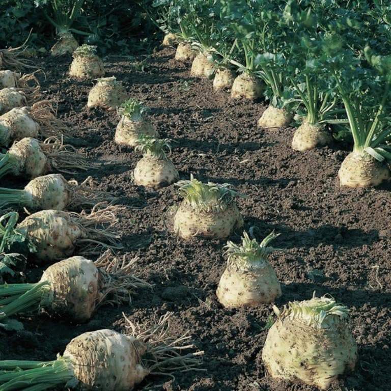 Celeriac Seeds Celery Root Seeds-Plantjoyfarm-Vegetable Seeds,best selling