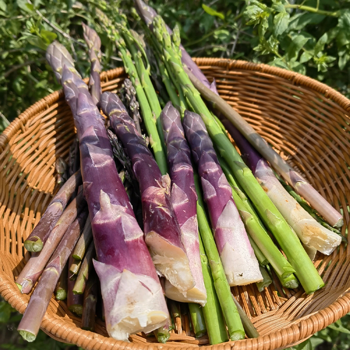 Planting Asparagus Seeds All Seasons-Plantjoyfarm-Vegetable Seeds,best selling