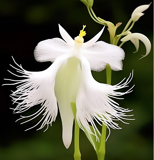 Egret Orchid Flower-Purity And Elegance-Plantjoyfarm-Flower Seeds,Garden Seeds,best selling