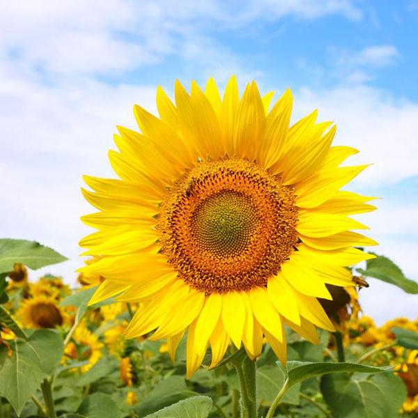 50 Seeds Sweet sunflower seeds-Plantjoyfarm-Sunflower Seeds,best selling
