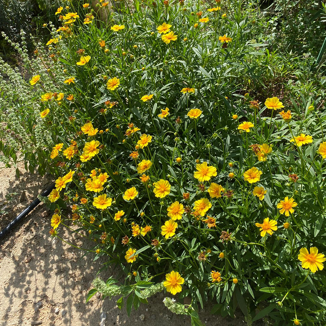 Lance-Leaf Coreopsis Seeds-Plantjoyfarm-Flower Seeds