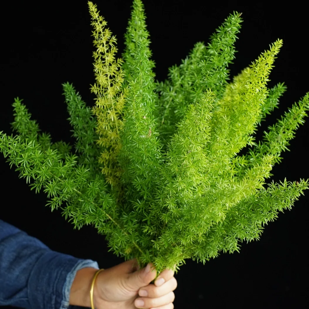 🦊Fox Tail-Plantjoyfarm-best selling,Garden Seeds