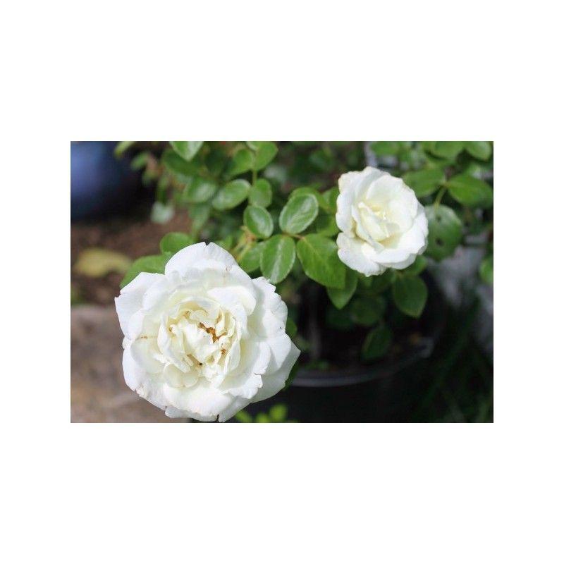 100pcs/Bag Climbing Rose Seeds-Plantjoyfarm-Climbing Rose,Flower Seeds,Garden Seeds,Rose seeds,best selling