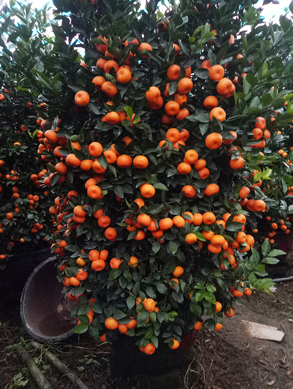 🍊Red Tangerine Seeds-Sweet, Juicy, Abundant Harvests-Plantjoyfarm-