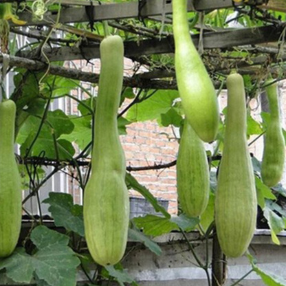 Chopping Melon Cut and Grow Melon Seeds-Plantjoyfarm-Vegetable Seeds,best selling