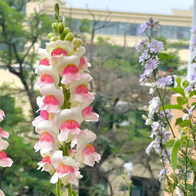 Dwarf Snapdragon  Seed Mixed-Plantjoyfarm-Flowers Seeds,Garden Seeds,best selling