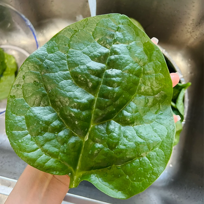 Basella Alba Seeds-Plantjoyfarm-Vegetable Seeds,best selling