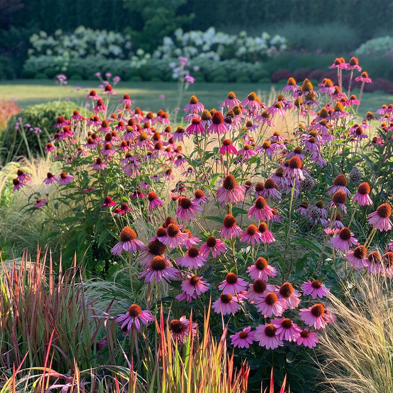 Purple Coneflowers&Black Eyed Susan Mix-Plantjoyfarm-Flower Seeds