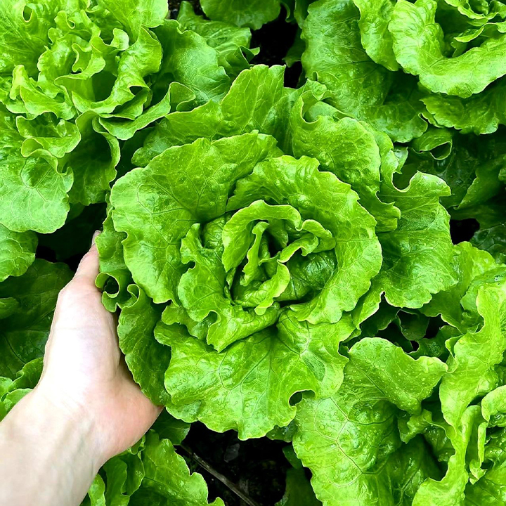 Organic Lettuce Seeds-Plantjoyfarm-Vegetable Seeds,best selling