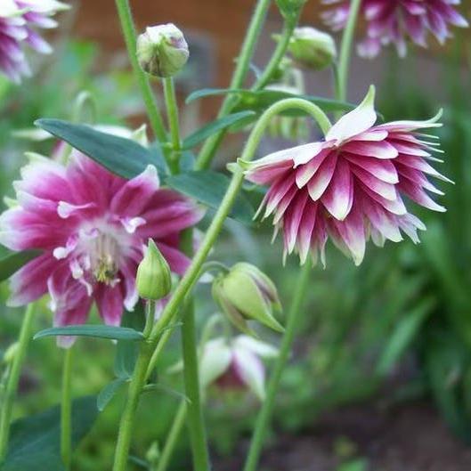 NORA BARLOW Pink COLUMBINE Aquilegia Caerulea Flower Seeds-Plantjoyfarm-Flower Seeds,Garden Seeds,best selling