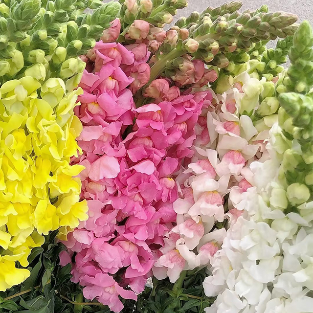 Dwarf Snapdragon  Seed Mixed-Plantjoyfarm-Flowers Seeds,Garden Seeds,best selling