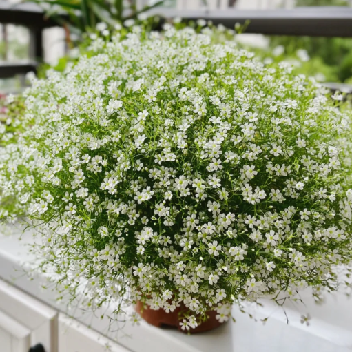 🌟Gypsophila—Sky Full Of Stars-Plantjoyfarm-best selling,Garden Seeds