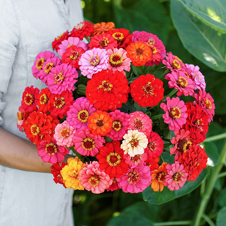 🌺Double Dwarf Zinnia Seeds-Plantjoyfarm-Garden Seeds,best selling