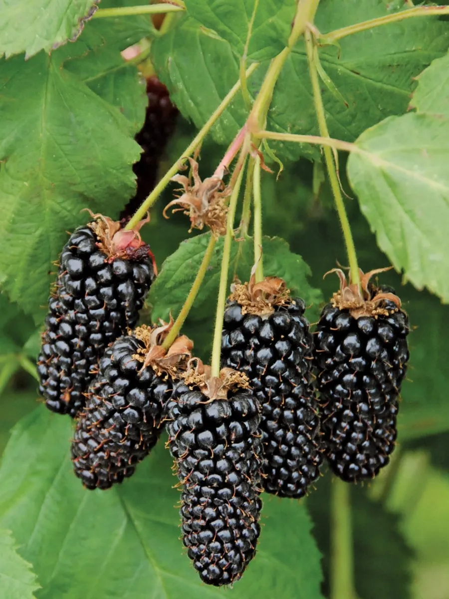 Sweet Giant Blackberry-Plantjoyfarm-