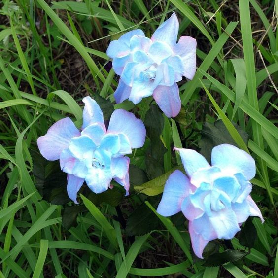 Smeraldo Flower-Plantjoyfarm-Flower Seeds,Garden Seeds,best selling