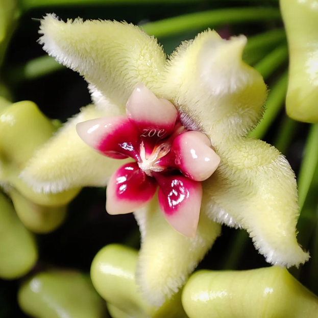 🌟Ball Orchid - Falling Stars From The Sky-Plantjoyfarm-best selling,Garden Seeds